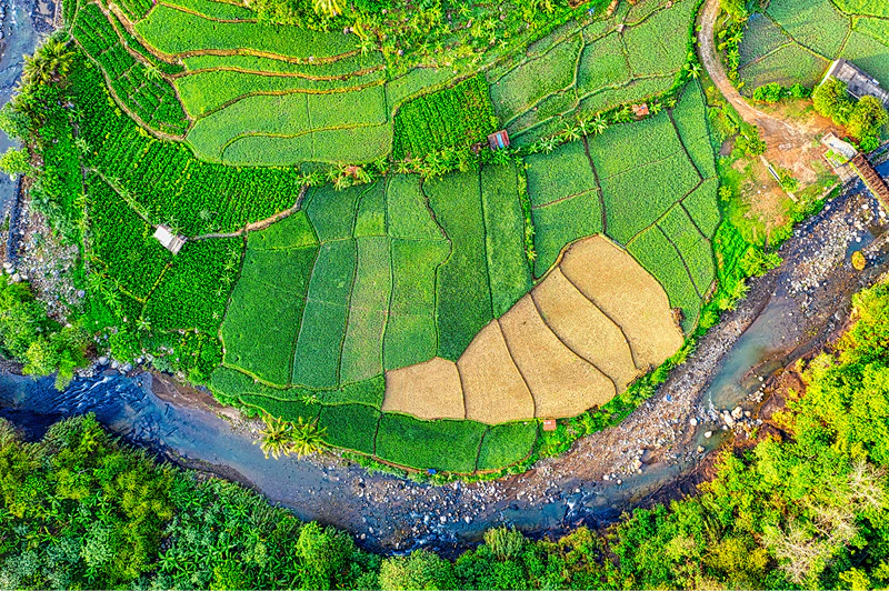 A creek in Indonesian Fields, top down view taken from a drone.